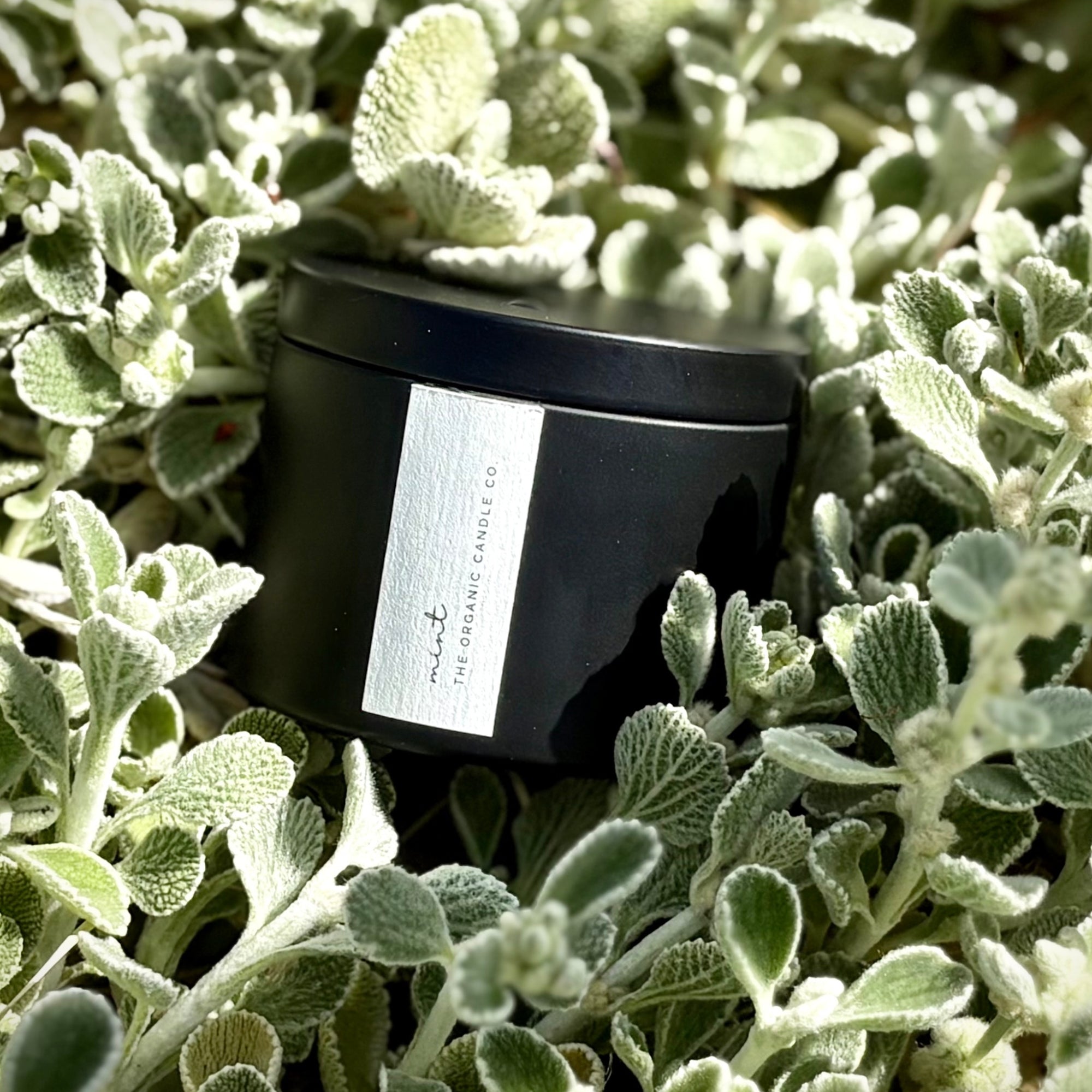 Black organic candle with a label on green leafy plants
